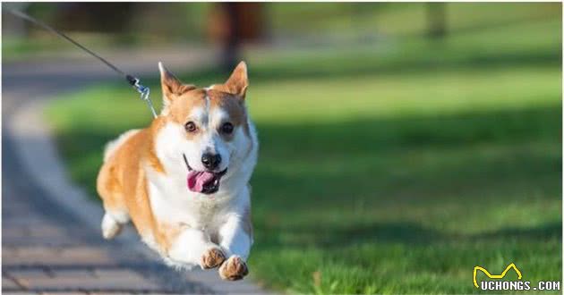 清点柯基犬的优缺陷，看完以后，再决定养不养吧