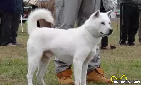 小知识|日本除了柴犬和秋田犬，其实还有其他四种本土犬