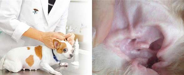 狗狗耳朵脏，该怎么清理？教你5大招，简单易学又省钱！