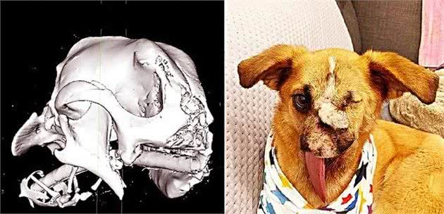 狗狗被人虐待,导致脸部严重扭曲,生命危在旦夕,画面让人愤怒