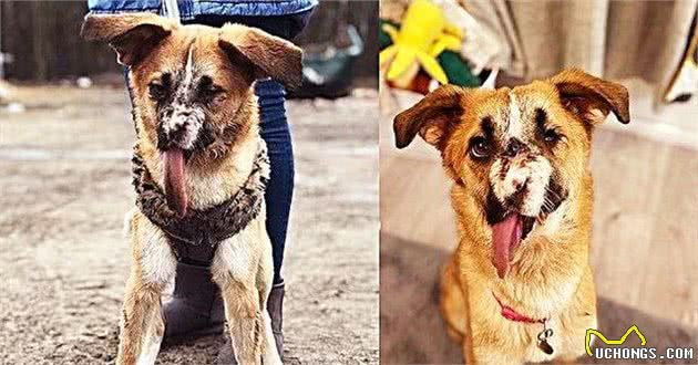 狗狗被人虐待,导致脸部严重扭曲,生命危在旦夕,画面让人愤怒