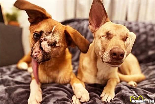 狗狗被人虐待,导致脸部严重扭曲,生命危在旦夕,画面让人愤怒