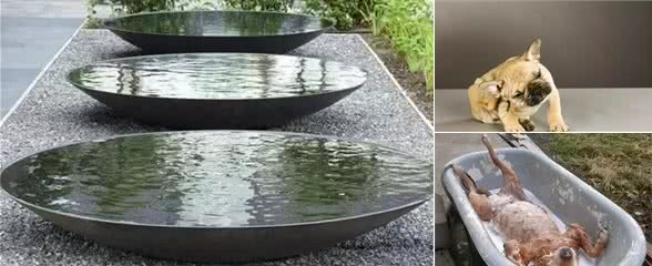 狗狗大量出头皮屑怎么办？得给他们泡燕麦浴