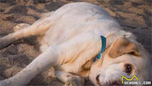 狗减肥，光靠节食可不行，得从3方面下手，才不影响健康