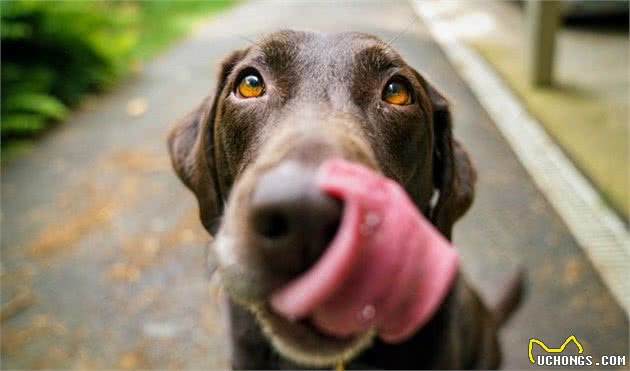 宠物小课堂|宠物犬的饲养小禁忌