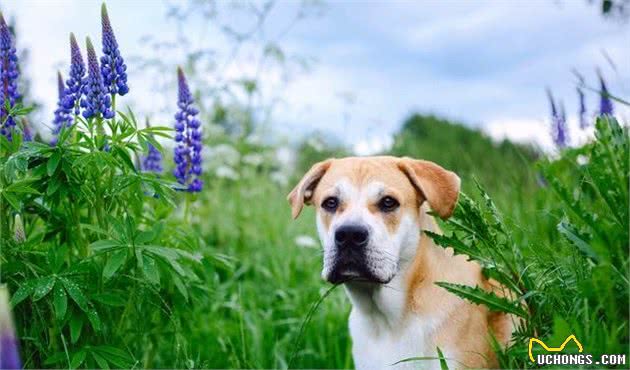 犬细小病毒有多可怕？新手需要了解这些，不然极可能会害了狗狗