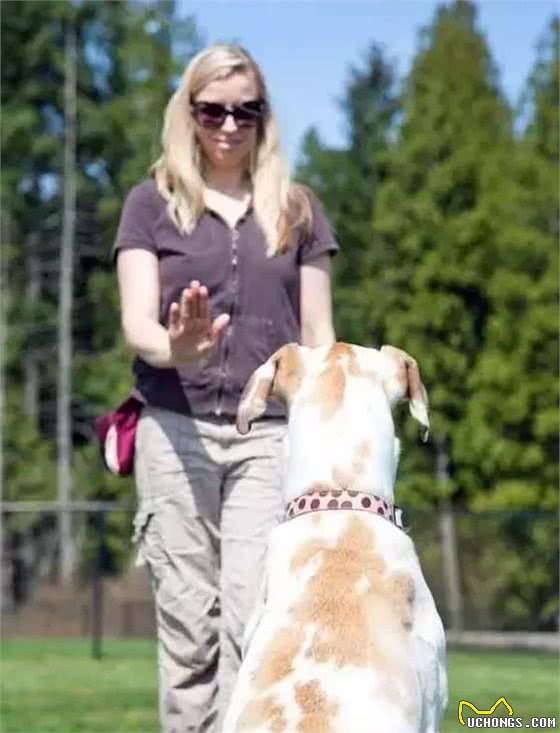 训练家养犬，最必要的第一步是服从