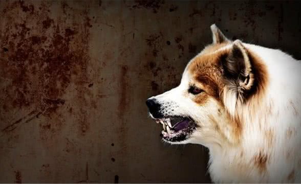 得了狂犬病会学狗叫？狂犬病知识问答，你能做对几道题？