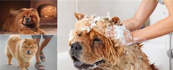 松狮犬养过一次就够了，这五大缺陷真的非常难扛