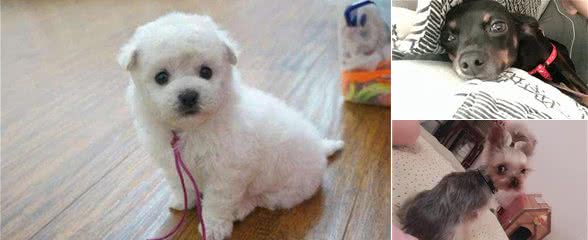幼犬安静惹人爱？犬类贫血症可是奶狗杀手，闹腾并不是只是坏事