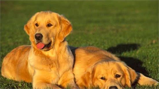 关爱老年犬从犬粮做起，教你如何正确选择老年犬粮