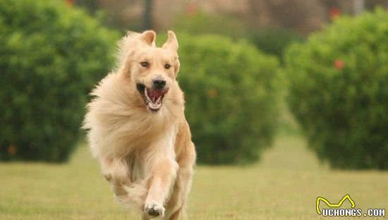 关爱老年犬从犬粮做起，教你如何正确选择老年犬粮