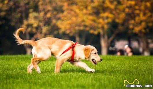 关爱老年犬从犬粮做起，教你如何正确选择老年犬粮