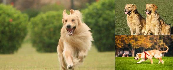 关爱老年犬从犬粮做起，教你如何正确选择老年犬粮