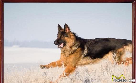 有宠福布斯：世界最著名的十种极品护卫犬！