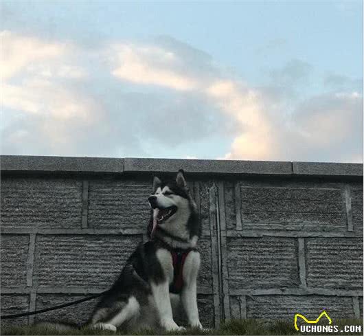 狗也会得抑郁症？