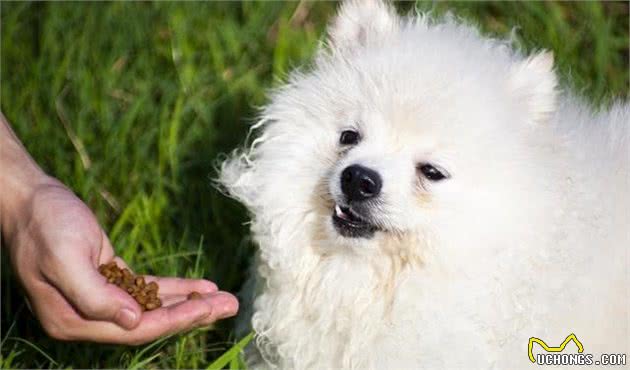 狗狗应当吃犬粮还是吃米饭？