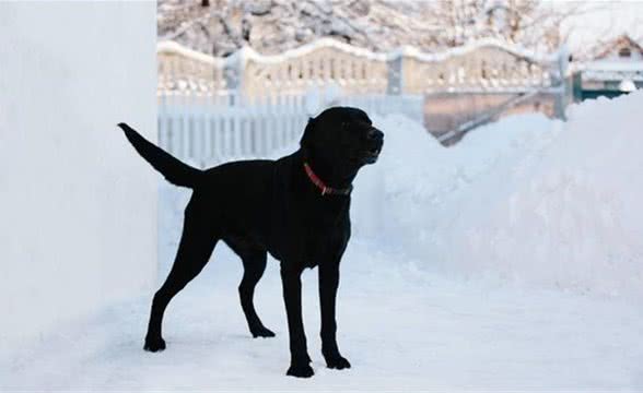 我国的黑狼犬还多吗？为什么这类狗这么优秀会逐渐灭绝了？