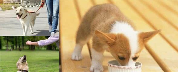 和狗狗关系不融洽怎么办？3招帮你轻松搞定