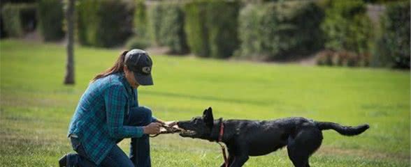 狗狗独自在家总被邻居投诉？它可能有分离烦躁，6种方法帮它缓解