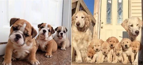 豫备饲养宠物犬，怎么挑选一只健康，聪明，易训的幼犬呢？