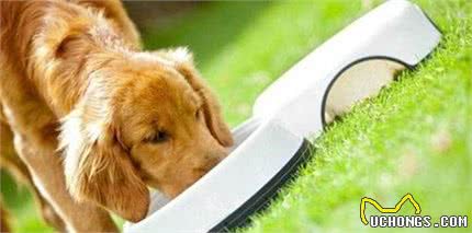 犬粮万千款，你知道优质犬粮的7S标准吗？