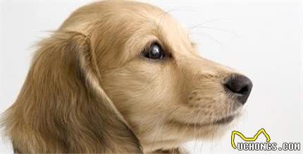 犬粮万千款，你知道优质犬粮的7S标准吗？