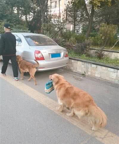 多位读者倡议文明养犬：注意细节，做文明养犬人