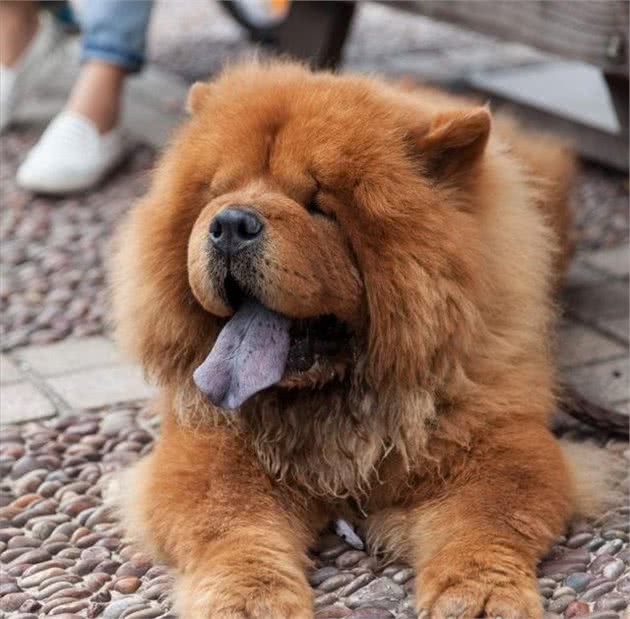 只要7步教你挑选出漂亮的松狮犬，快点看看你家松狮犬纯不纯