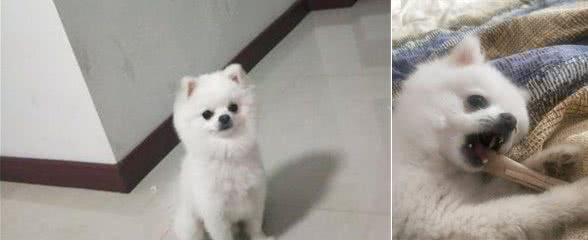 养狗常常都需要用到的东西，家里备点老是好的！