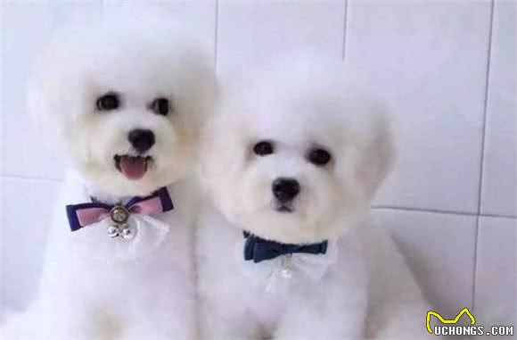 宠物店老板绝不告诉你—关于挑选纯种比熊犬的技巧