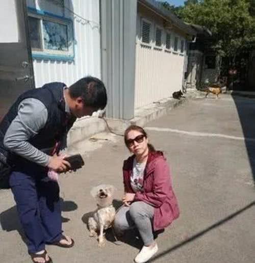 雪纳瑞犬尿尿时很痛苦，兽医从它膀胱中取出上百颗结石：看着都疼