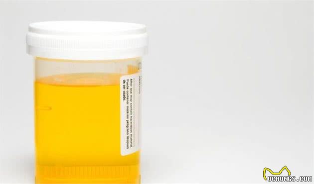 四种尿液颜色，对应狗狗四种身体病症，你的狗狗身体健康吗？