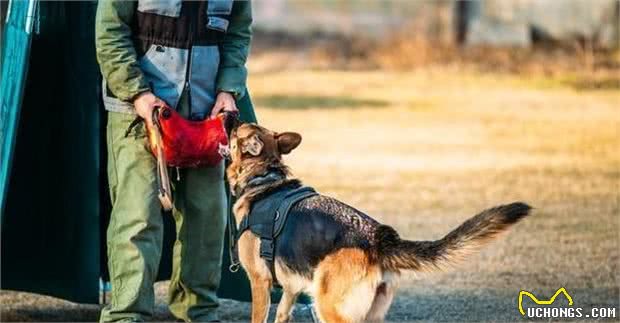 德国牧羊犬6大“可怕的地方”，网友：就算想养，也不敢养