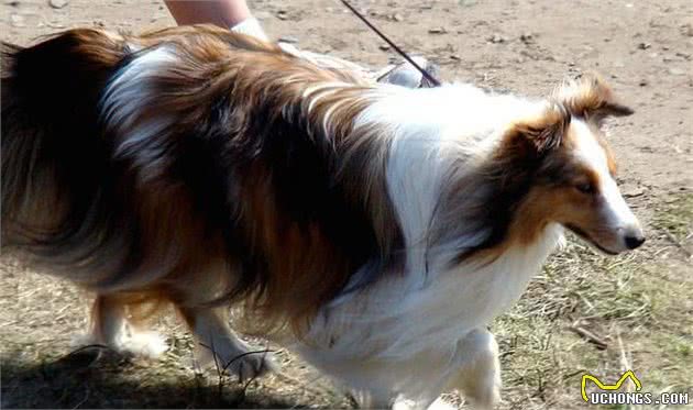 多亏了人类！以下是受欢迎的犬种在100年前后繁殖的样子