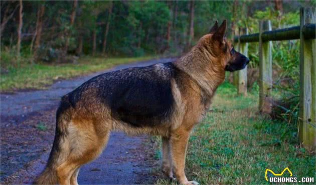 多亏了人类！以下是受欢迎的犬种在100年前后繁殖的样子