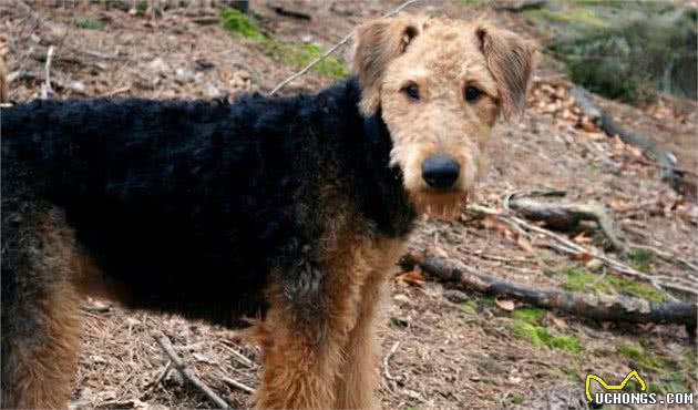 多亏了人类！以下是受欢迎的犬种在100年前后繁殖的样子