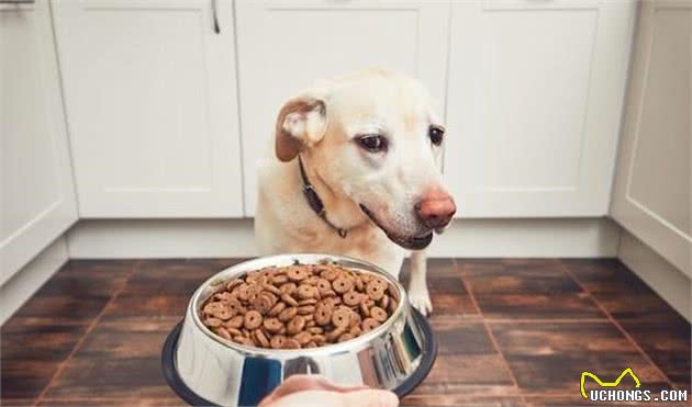 犬厌食是生病了？或许是主人的责任！若你总这么做，难怪它厌食