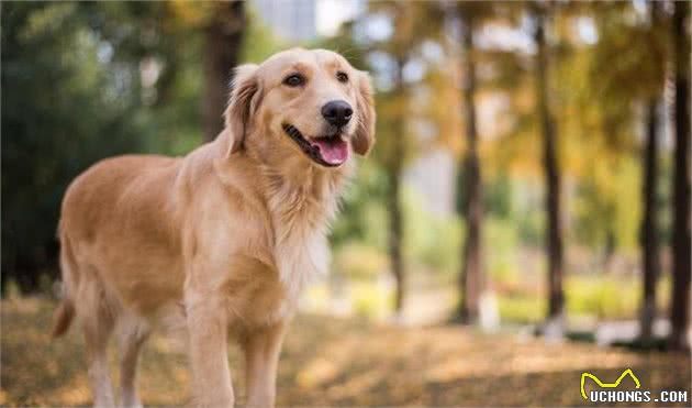 狗狗小知识-金毛寻回犬