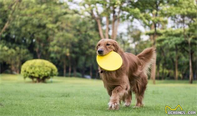 狗狗小知识-金毛寻回犬