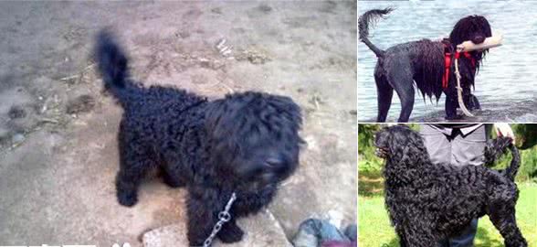 葡萄牙水犬哪里有卖能够经过网上选择购买