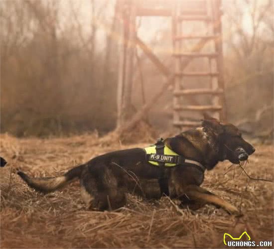 狗狗可不是只会卖萌哦，军犬对人类贡献巨大，军犬有哪些品种呢