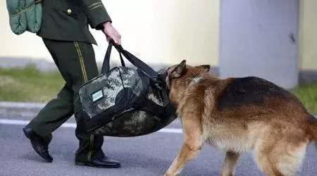 警犬养成记：一只合格的警犬从小奶狗撸起