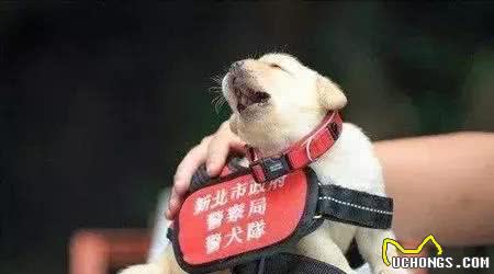 警犬养成记：一只合格的警犬从小奶狗撸起