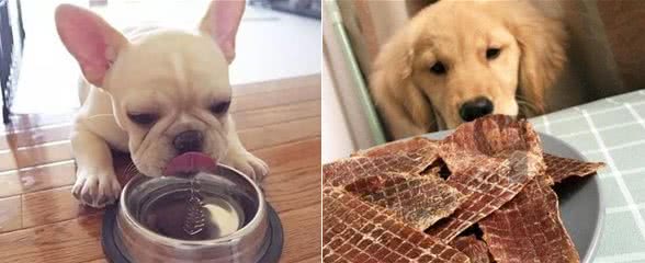 如何给狗狗补充营养，看这篇就够了！