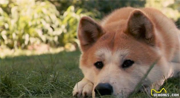 “秋田犬”凭什么被日本人尊称为国犬，它好在哪？涨见识了