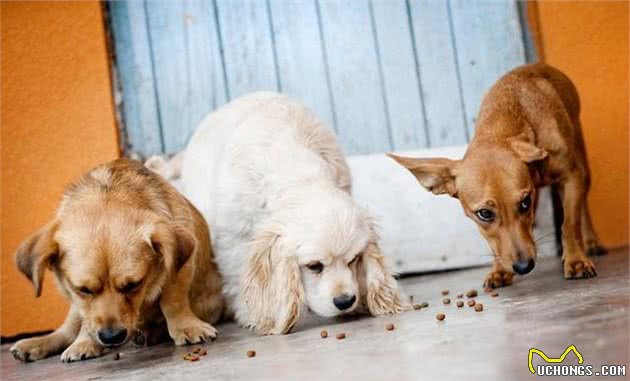 狗狗不爱吃犬粮，铲屎官们别着急，5个方法轻松解决