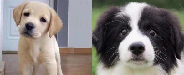 世界上最听话的宠物犬，你最喜欢哪一个？