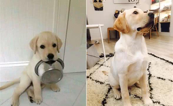 拉布拉多竟和这两种犬类并称为世界三大无攻击性犬类
