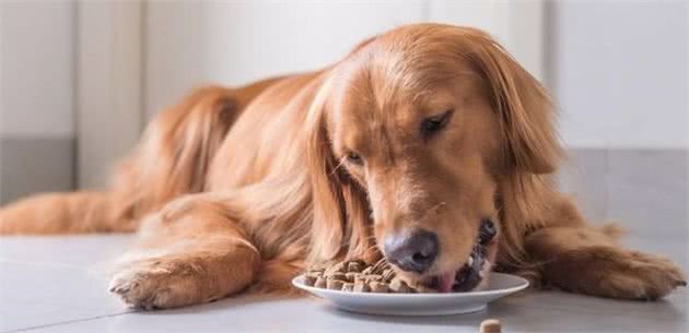 长期让狗狗吃单一的犬粮是错误做法，会引发多种问题，要换着喂